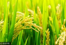 水稻“種”出血清白蛋白或5年內(nèi)可用上