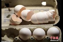 毒雞蛋事件發酵：奧地利進口蛋制品現殺蟲劑成分