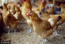 內蒙古確診第二例人感染H7N9病例