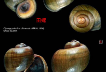 成都寬窄巷買田螺變福壽螺? 食藥監(jiān)局介入調(diào)查