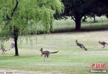 澳洲向全世界吃貨發(fā)出邀請！袋鼠成災，好吃管夠