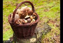 母女倆吃野蘑菇中毒送醫 專家：誤食毒蘑菇或致死