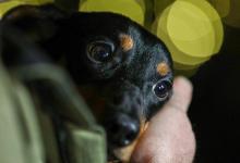 俄羅斯研發水下呼吸技術：特殊液體填肺，試驗狗潛水千米存活