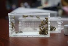 深圳一中醫以蜜蜂蜇穴位治風濕 被稱男版“小龍女”