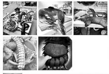 “年夜飯曬穿山甲、熊掌”發(fā)布者被拘