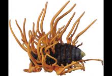 最新研究：冬蟲(chóng)夏草不能合成抗癌藥物噴司他丁