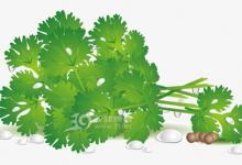 香菜臭臭噠 卻是美容護(hù)膚好幫手