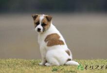 貴州最嚴養(yǎng)狗新規(guī) 被狗咬傷該怎么辦