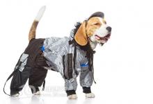 癌癥也能嗅出來！寵物們要逆天了