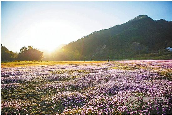 中藥文化開啟一段岐黃養生—“百草臨岐”之旅