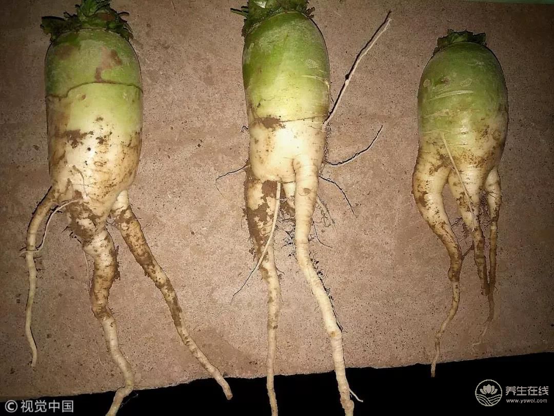 中國式養生法，有多害人