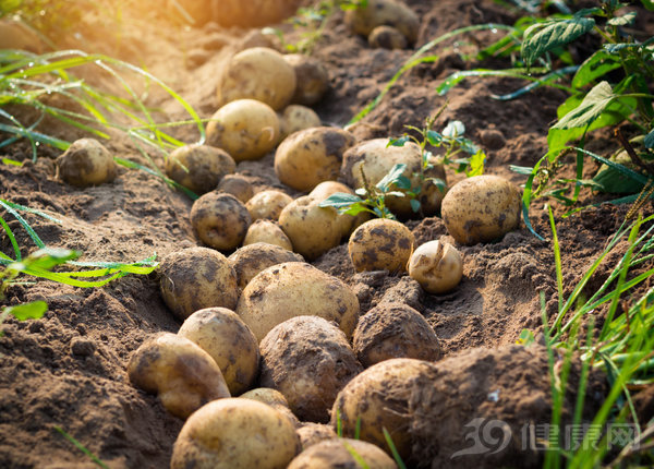 吃到昆蟲、糞便甚至吃出病？食物的別樣“真相”