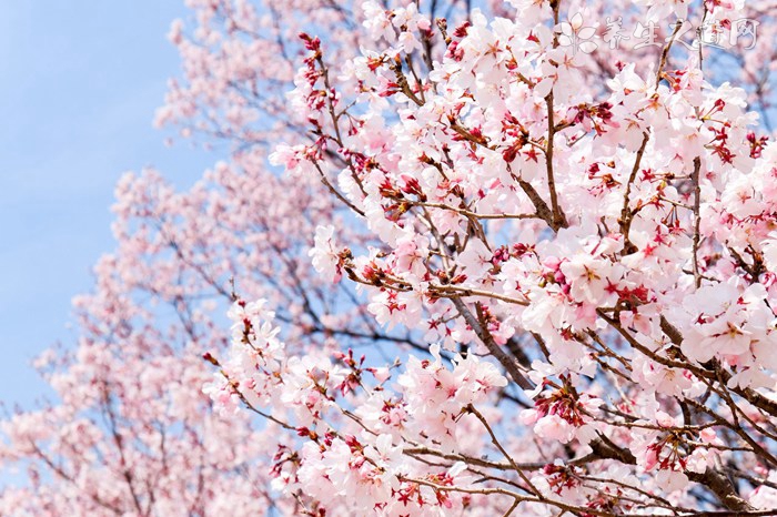 武大回應(yīng)賞櫻沖突 花粉過(guò)敏該怎么辦