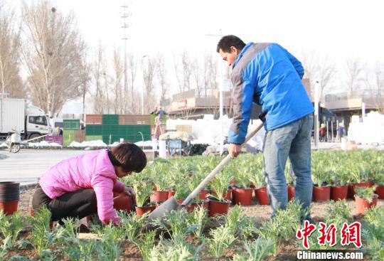 首批26萬盆蔬菜陸續(xù)移栽進入北京世園會百蔬園