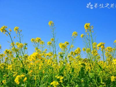 今日立夏 立夏如何養(yǎng)生