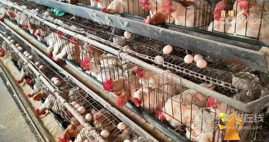 土雞蛋行業(yè)混亂 神丹、蓮田被曝光