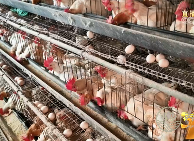 土雞蛋行業(yè)混亂 神丹、蓮田被曝光