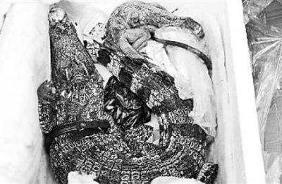 網購保健品被嚇傻 快遞盒里躺著鱷魚和蜥蜴