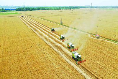 我國(guó)夏糧主產(chǎn)區(qū)豐收在望