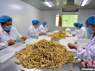 文登西洋參亮相“藥交會(huì)”受歡迎