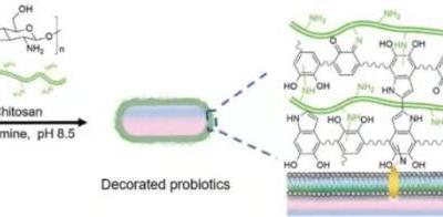 中國專家率先給益生菌涂上具有導航功能的保護層改善腸炎療效
