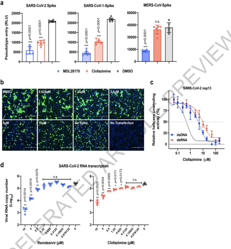《自然》刊發(fā)港大等研究:麻風藥物能有效對抗新冠病毒感染-易網<a href=http://www.gyfww.com/ target=_blank class=infotextkey>健康養(yǎng)生</a>網 《自然》刊發(fā)港大等研究:麻風藥物能有效對抗新冠病毒感染