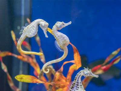 男人也能生娃了？中國科學家成功讓公鼠懷孕，產(chǎn)下10只幼崽！