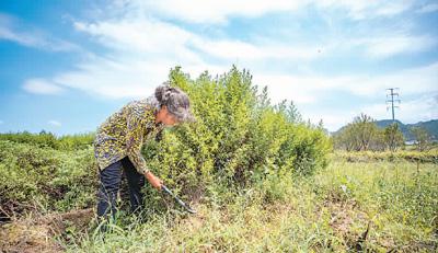 為世界消除瘧疾貢獻中國力量（大健康觀察）