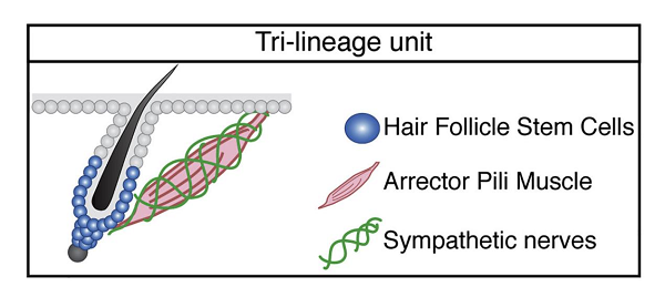 禿頭有救啦!一身雞皮疙瘩竟與生發有關,禿頭青年必看-易網健康養生網 禿頭有救啦!一身雞皮疙瘩竟與生發有關,禿頭青年必看