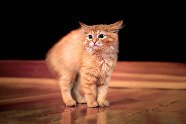 禿頭有救啦!一身雞皮疙瘩竟與生發有關,禿頭青年必看-易網<a href=http://www.gyfww.com/ target=_blank class=infotextkey>健康養生</a>網 禿頭有救啦!一身雞皮疙瘩竟與生發有關,禿頭青年必看