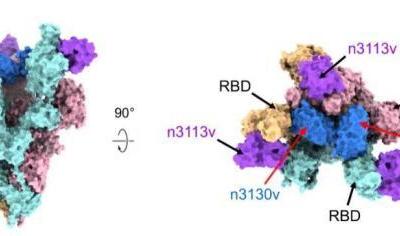 中國學者發現全人源納米抗體 或實現霧化給藥抗新冠病毒