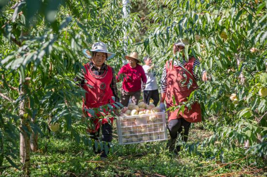 北方冬桃南遷記