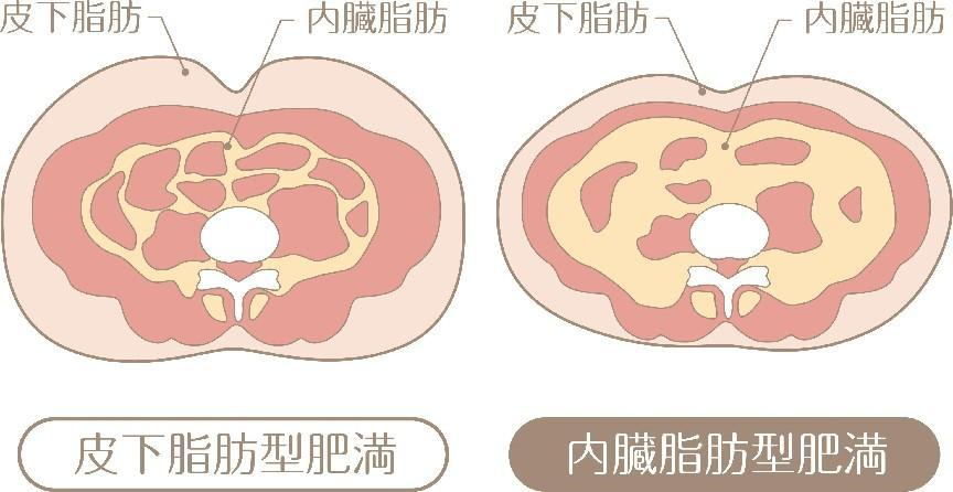 一胖毀所有？不，被你嫌棄多年的脂肪，其實(shí)好處不少