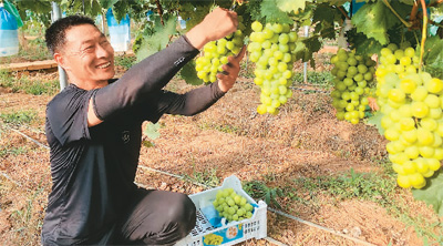 “洋水果”在中國安了家