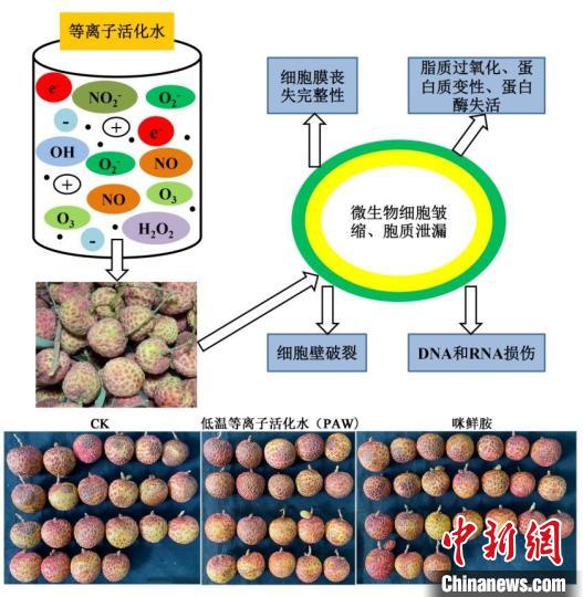 廣東以科技力量多措并舉力爭延長荔枝保鮮期-易網健康<a href=http://www.gyfww.com/jkys/ target=_blank class=infotextkey>養生</a>網 廣東以科技力量多措并舉力爭延長荔枝保鮮期