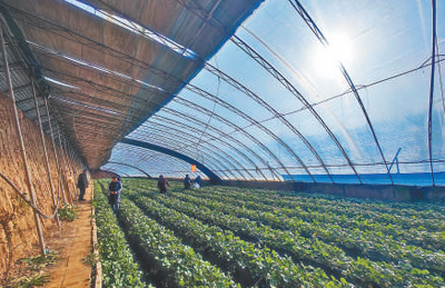 做好重要民生商品保供穩價（歲末年初看保障）