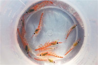 并非越“鮮”越好 南極磷蝦宜加工后食用