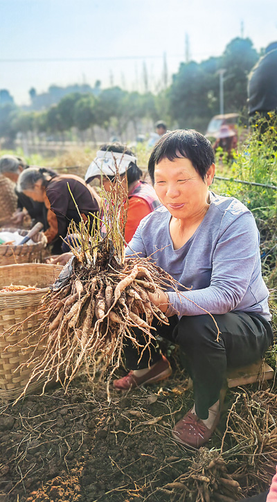 天冬種出“甜日子”