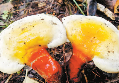 大陽溝里尋“仙草”