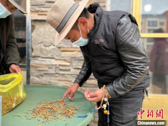 五省區冬蟲夏草產業保護聯盟正式成立