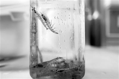 “網紅”南極磷蝦油并非適合所有人