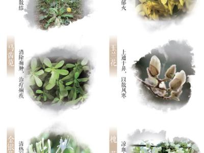 春日這些常見的花草，原來都是中藥（服務窗）