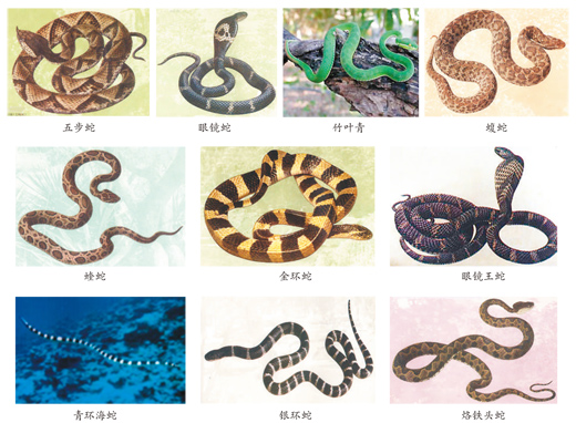 蛇咬、蟲蜇……如何應(yīng)對(duì)常見(jiàn)動(dòng)物傷害？