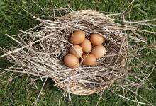 養(yǎng)生警惕：這6種蛋，吃了會傷身喪命