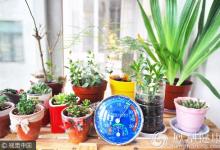 陽臺種好三盆花 全家藥費不用花！