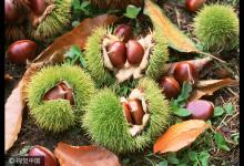 每天吃幾顆“秋果之王”，腰好腿好防治關節炎