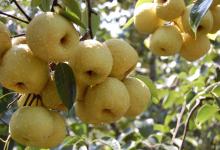 這些果皮不要丟，能排毒抗氧化防癌