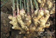 生姜怎么吃對身體最好？