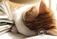 薏仁的10種吃法，祛濕、瘦身、祛痘、治痛風