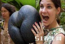 這種水果丑到極限卻可止咳止血